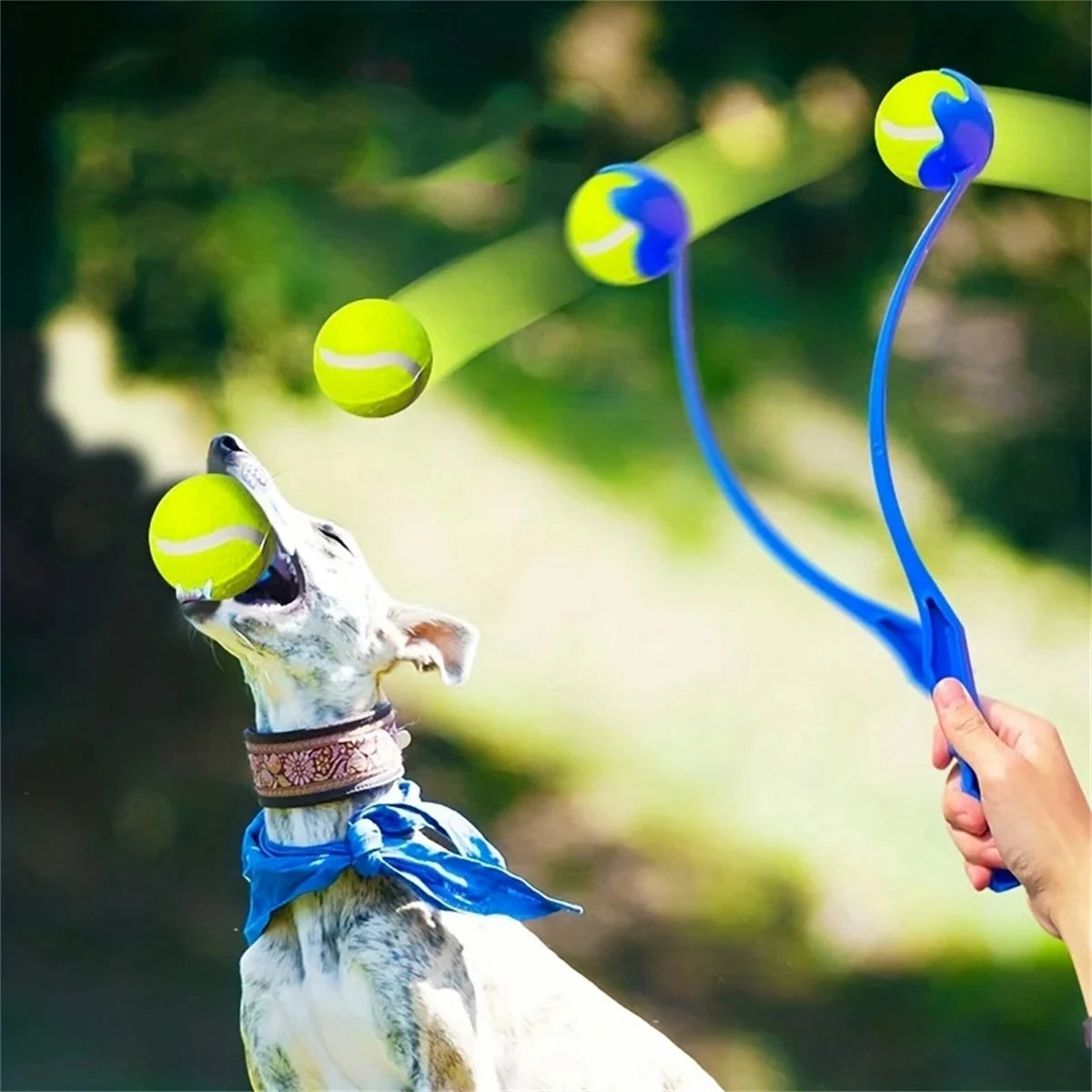 Lance-balle interactif pour chien – Jouet d’entraînement et de lancer